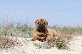 SHAR-PEI 131